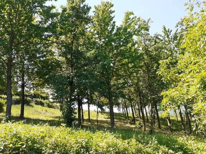 Ai Boschi Apartment Ozzano dell'Emilia Exterior photo